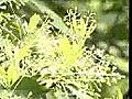 美哉  白水涧