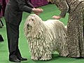 Westminster Kennel Club Dog Show - Best of Working Group,  Part 2