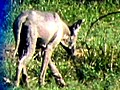 Rancher photographs chupacabra look-alike