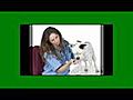 Veterinarian New Port Richey Florida - New Port Richey Florida Veterinarian