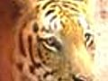 Probe reveals tiger trade flourishing