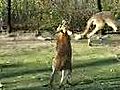 Kangaroose Boxing (Real)