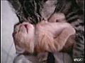 Cat Hugs Kitten Having Bad Dream