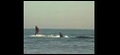 surfeur de requin