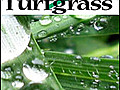 Video blog (June 22,  2011):  Leggy bentgrass