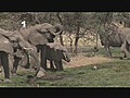 Elephant (Inventaire,  la série animalière qui compte !)