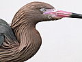 Animals: Oil Spill Puts Birds at Risk