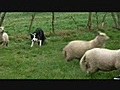 En campagne à Trémargat : Les moutons de Jean