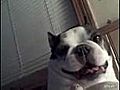 Boston Terrier pousse des cries etranges