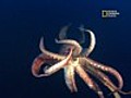 Search for the Humboldt Squid