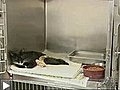 Une chatte adopte des bébés chiots