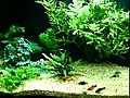 aquarium alain