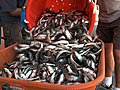 An estimated 1 million silvery sardine carcasses