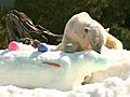 Polar Bear Snow Sculptures