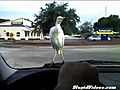 Car Surfing Bird