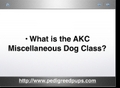 AKC Miscellaneous Dog Breeds