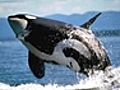 Killer Whales Show Off Extra Close To California Shore.