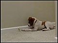 Funny Brittany Spaniel Puppy Discovers a Door Stop