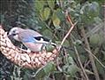 Gaai eet pinda - Jay eating peanuts