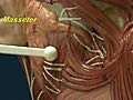 Head and Shoulder Model - Muscles of Mastication