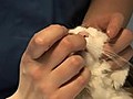 How To Learn Giving Cat Medications