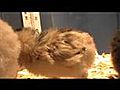 Cute Russian Orloff Chick Falling Asleep