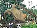 Speeding train kills seven elephants