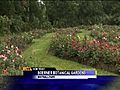 Surveying some of the 500 varieties of roses at Boerner Botanical Gardens