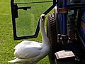 Swan Falls In Love With Tractor