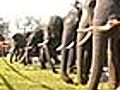 Elephants&#039; day out! Kerala fair criticised