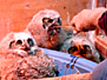 Orphaned Owls