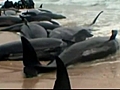 Pilot whales stranded on New Zealand beach