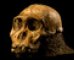 Australopithecus sediba: New Hominid Species Discovered