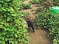 20101017 野菜畑ねこ