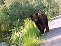 Bärenhitze in Russland