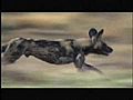 Planet Earth: Wild Dogs on the Hunt