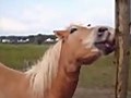 Horse with an Itch