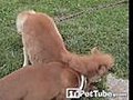 A Dog Horses Around
