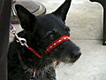 UC Davis Newswatch: Dog Training II