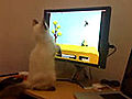 Kitten Playing Duck Hunt