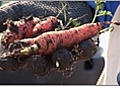 Harvesting Carrots