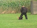 beger malinois garde au ferme