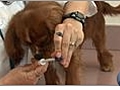 Dog Care - Giving Oral Medication