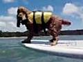 Surfing dog