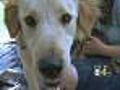Dogs Can Be As Distracting To Drivers As Texting