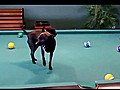 Pool Playing Chihuahua