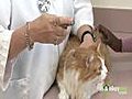 Caring for your Cat - Trimming  Toenails