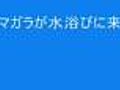 ヤマガラが水浴びに来ました