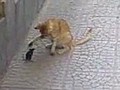 Gerçek Tom & Jerry