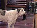 The Tonight Show with Jay Leno - Backstage: Thrill Bill Dog